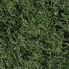 Bermuda: Celebration